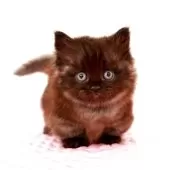 ミヌエット(短足)【福岡県・男の子・2025年8月5日・ブラックスモーク】の写真9