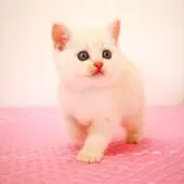 ミヌエット(長足)【福岡県・男の子・2025年8月28日・カメオタビー】の写真2