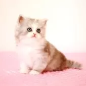 ミヌエット(長足)【福岡県・女の子・2025年8月28日・シルバーパッチドタビー&ホワイト】の写真11