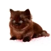 ミヌエット(短足)【福岡県・男の子・2025年8月5日・ブラックスモーク】の写真10