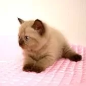 ミヌエット(長足)【福岡県・女の子・2025年8月5日・シールポイント】の写真11