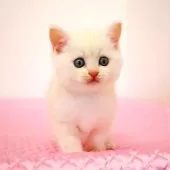 ミヌエット(長足)【福岡県・男の子・2025年8月28日・カメオタビー】の写真11