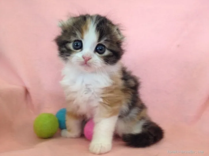 ID：1606-00542の子猫