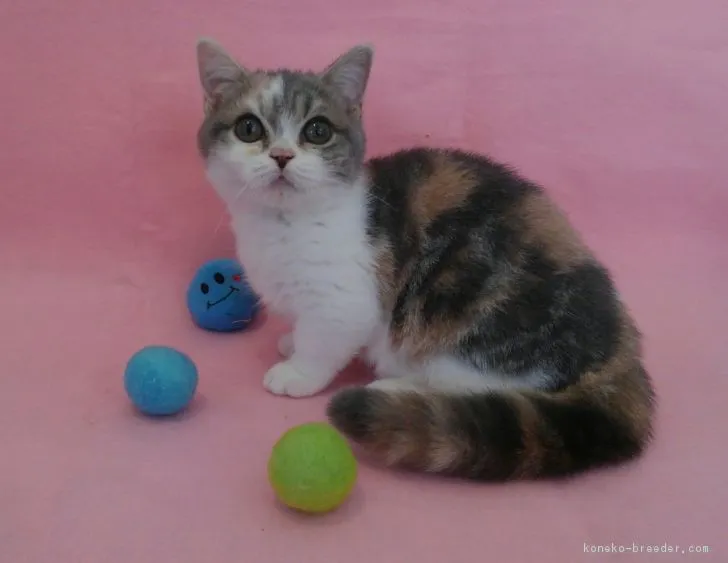 マンチカン(短足)【福岡県・女の子・2018年3月24日・ダイリュートキャリコ】の写真1「カメラ目線がお上手♪」