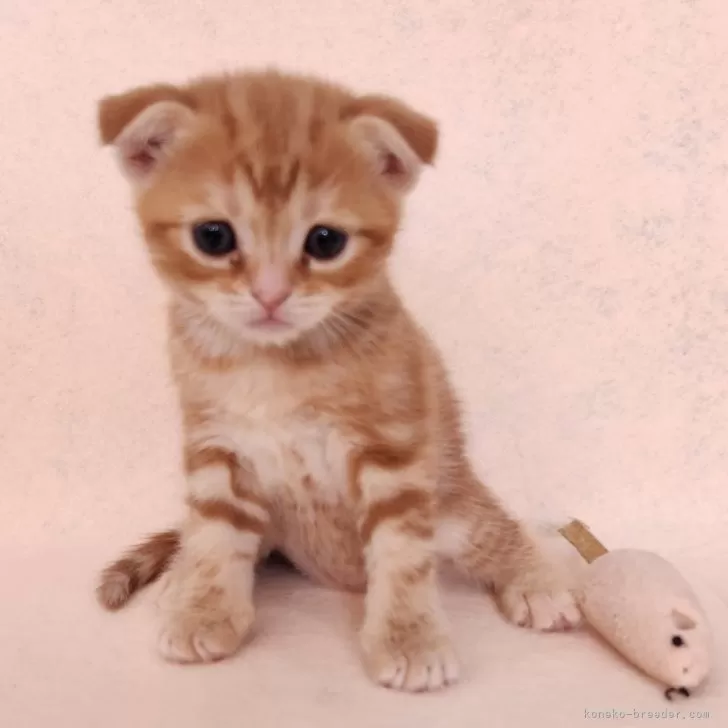 ID:2405-01203の子猫