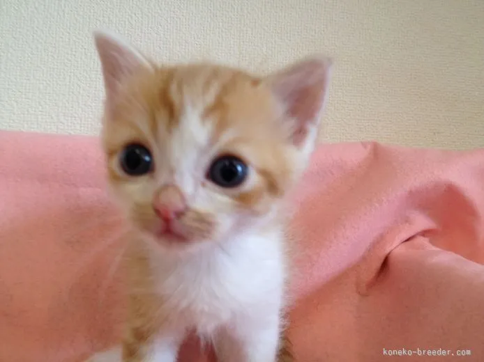 ID：1507-00533の子猫