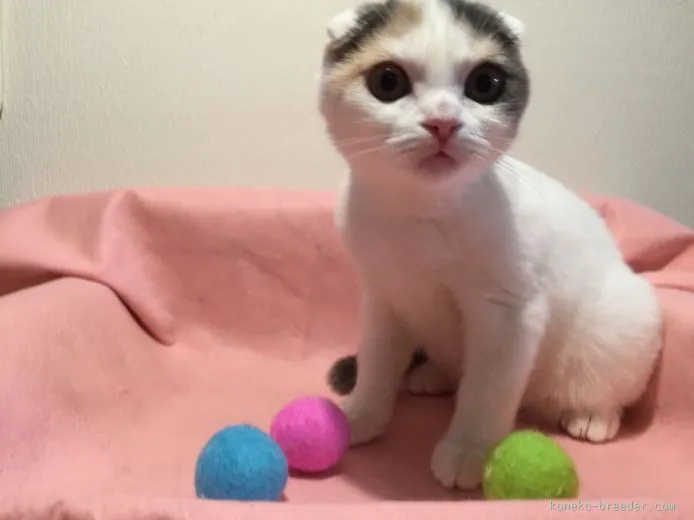 ふう 様のお迎えした子猫