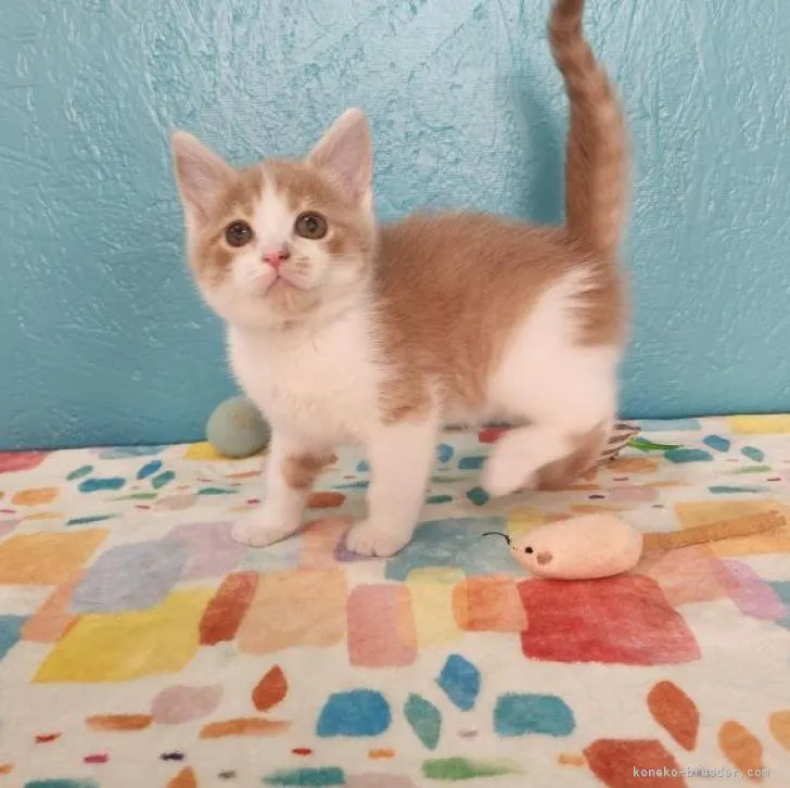ID：2207-00814の子猫