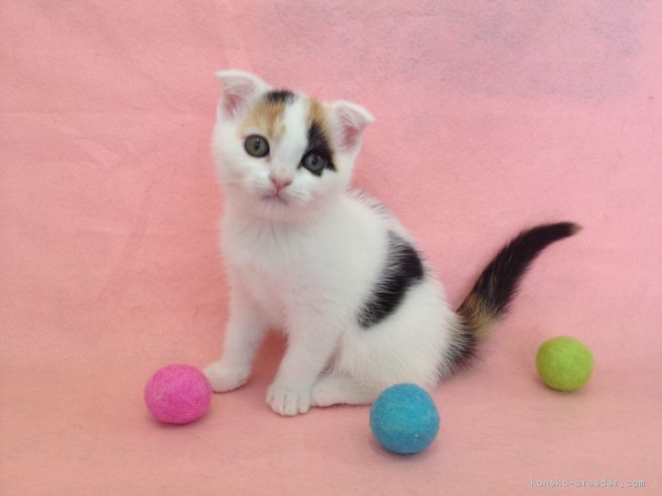 ID:1703-00633の子猫