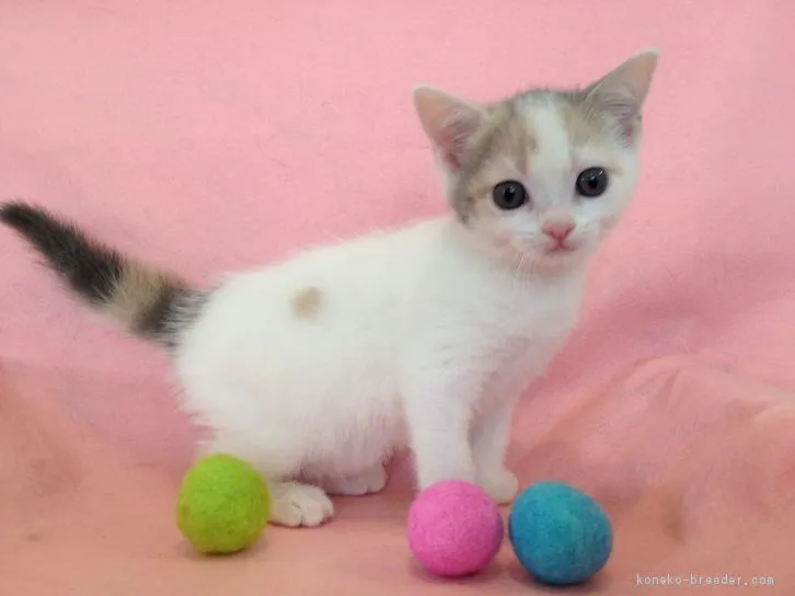 ハートのエース 様のお迎えした子猫