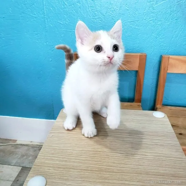 ID：2105-01974の子猫