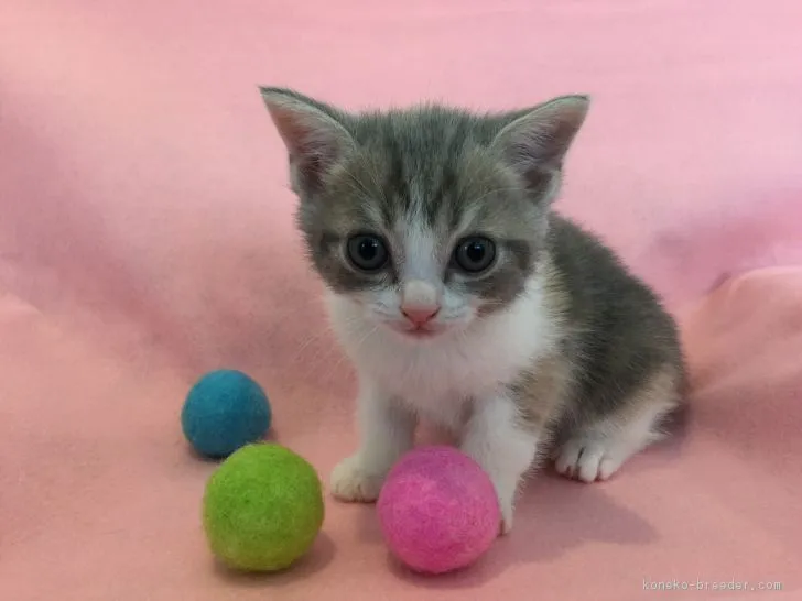 ユキエ 様のお迎えした子猫