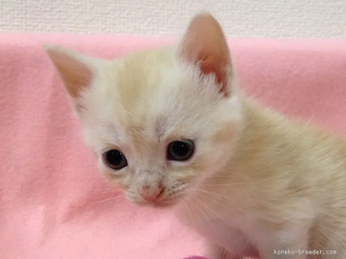 ID：1507-00008の子猫