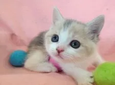 スコティッシュフォールド【福岡県・女の子・2016年4月29日・ダイリュートキャリコ】の写真2「４姉妹の長女♪１番人懐っこいです♡」