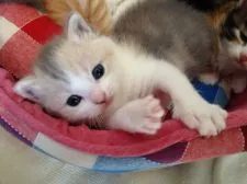 スコティッシュフォールド【福岡県・女の子・2016年4月29日・ダイリュートキャリコ】の写真3「全体的に薄い毛色で優しいお顔立ちです♡」