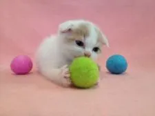 スコティッシュフォールド【福岡県・男の子・2017年2月14日・クリーム&ホワイトバン】の写真3