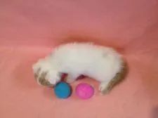 スコティッシュフォールド【福岡県・男の子・2017年2月14日・クリーム&ホワイトバン】の写真4