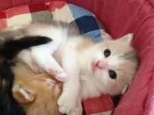 スコティッシュフォールド【福岡県・女の子・2016年4月29日・ダイリュートキャリコ】の写真4「ゴロン♪」