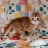 スコティッシュフォールド(立ち耳)【福岡県・男の子・2023年3月13日・レッドタビー】の写真4