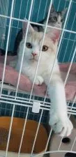 スコティッシュフォールド(立ち耳)【福岡県・男の子・2019年7月18日・ホワイト&レッド】の写真5「肩甲骨に濃いめの水玉・・・笑」