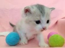 スコティッシュフォールド【福岡県・女の子・2016年4月29日・ダイリュートキャリコ】の写真5「生後20日頃♡」