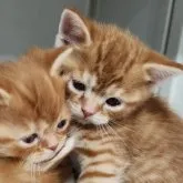 スコティッシュフォールド(立ち耳)【福岡県・男の子・2023年3月13日・レッドタビー】の写真5