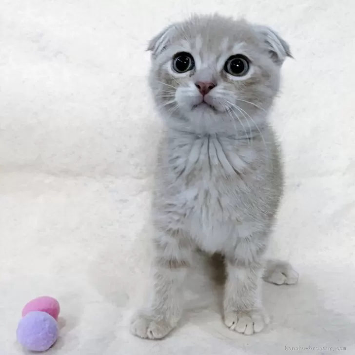 Y.A 様のお迎えした子猫