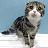 スコティッシュフォールド(折れ耳)