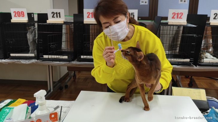 別所　りつ子(べっしょ　りつこ)ブリーダー(愛知県・アビシニアン・CFA/TICA/GCU登録)の紹介写真3