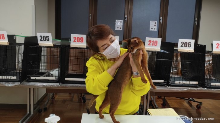 別所　りつ子(べっしょ　りつこ)ブリーダー(愛知県・アビシニアン・CFA/TICA/GCU登録)の紹介写真4