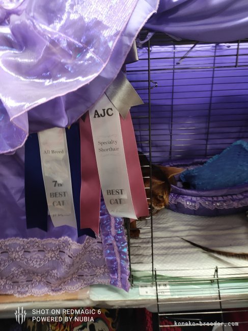 別所　りつ子(べっしょ　りつこ)ブリーダー(愛知県・アビシニアン・CFA/TICA/GCU登録)の紹介写真5