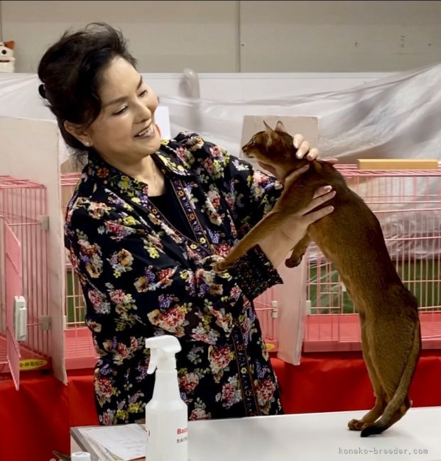 別所　りつ子(べっしょ　りつこ)ブリーダー(愛知県・アビシニアン・CFA/TICA/GCU登録)の紹介写真6