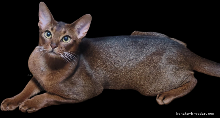 アビシニアン【・男の子・2024年5月24日・RUDDY TICKED TABBY】