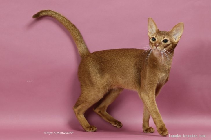 アビシニアン【・女の子・2024年5月22日・CINNAMON TICKED TABBY(RED】