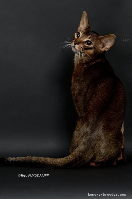 アビシニアン【・男の子・2022年11月20日・RUDDY TICKED TABBY】「とてもカラーが濃い子です」