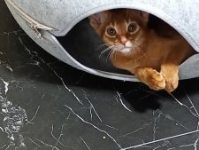 アビシニアン【・女の子・2024年5月22日・CINNAMON TICKED TABBY(RED】