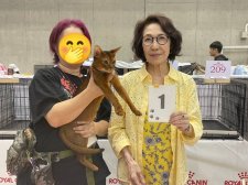 アビシニアン【・男の子・2024年5月24日・RUDDY TICKED TABBY】