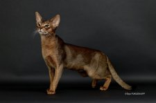 アビシニアン【・男の子・2022年11月20日・RUDDY TICKED TABBY】