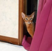 アビシニアン【・男の子・2024年5月24日・RUDDY TICKED TABBY】