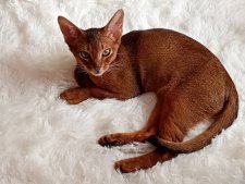 アビシニアン【・男の子・2024年5月24日・RUDDY TICKED TABBY】