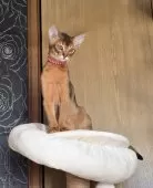 アビシニアン【愛知県・女の子・2025年9月2日・ルディ】の写真12「ママのお顔にそっくりになってきました。」