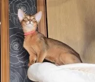 アビシニアン【愛知県・女の子・2025年9月2日・ルディ】の写真13