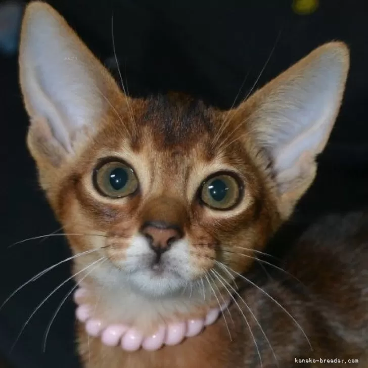 アビシニアン【愛知県・女の子・2025年9月2日・ルディ】の写真1「性格も良くお利口な子です。パパに似た濃いルディとママに似た可愛い顔を持っています」