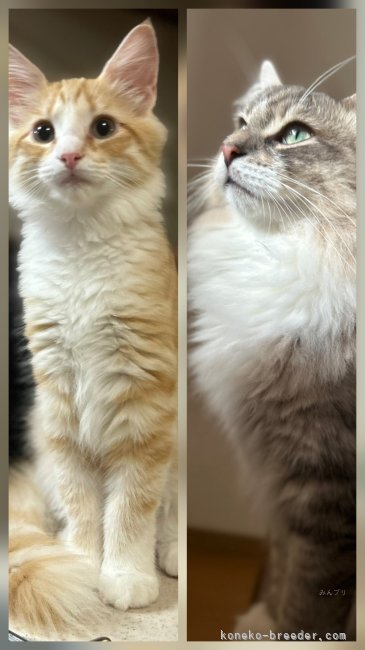 とにかく超幸せになったボーイず。日に日にカッコ良く育っています…ありがとうございます💖｜中谷　伊都子(なかたに　いつこ)ブリーダー(兵庫県・ノルウェージャンフォレストキャットなど・TICA/NAG/国内クラブ登録)の紹介写真9