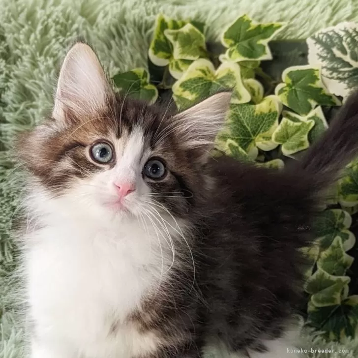 ID：2312-00957の子猫