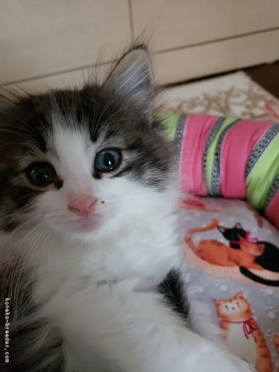 ID：2105-00423の子猫