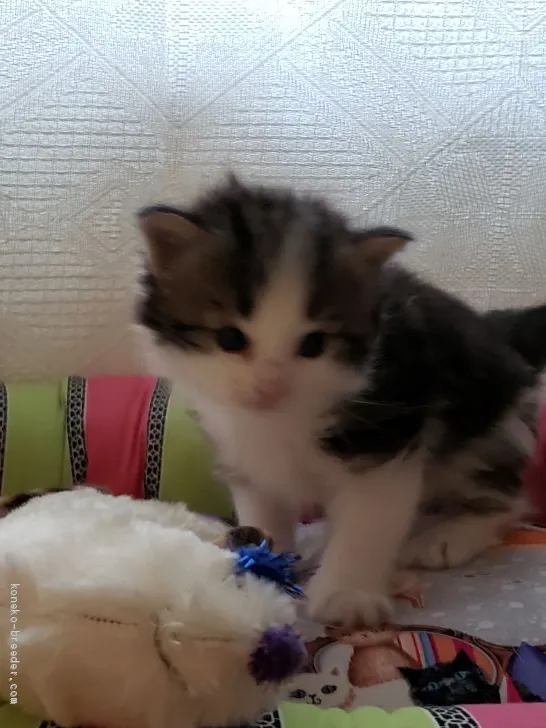 ym 様のお迎えした子猫