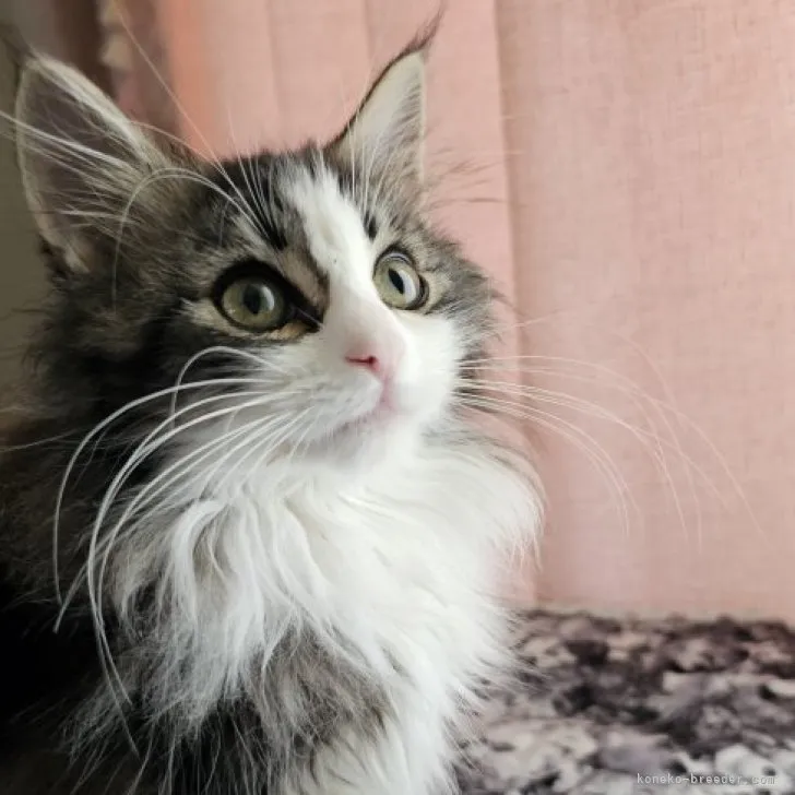 ID:2307-02562の子猫