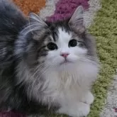 ノルウェージャンフォレストキャット【兵庫県・男の子・2023年7月23日・ブルーシルバーマッカレルタビー&ホワイト】の写真1「可愛い過ぎ❤️　風格出て来ました。ベタ甘君。」