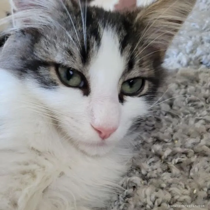 T.S 様のお迎えした子猫